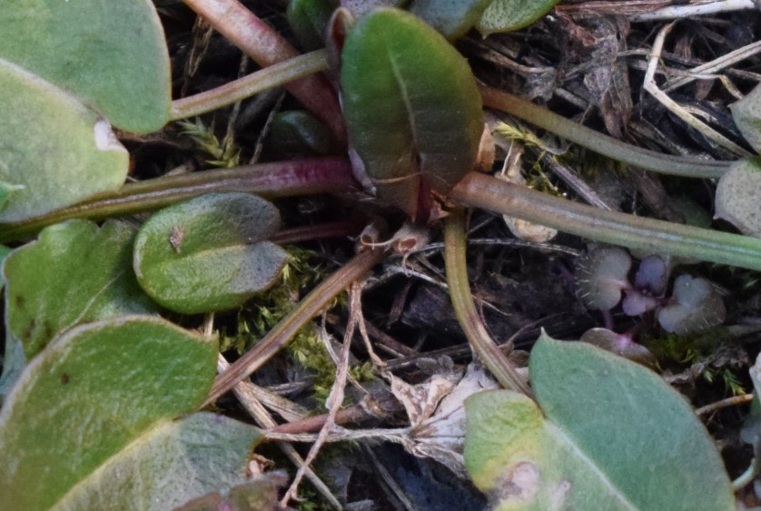 Rosetta basale: cfr. Beta vulgaris.